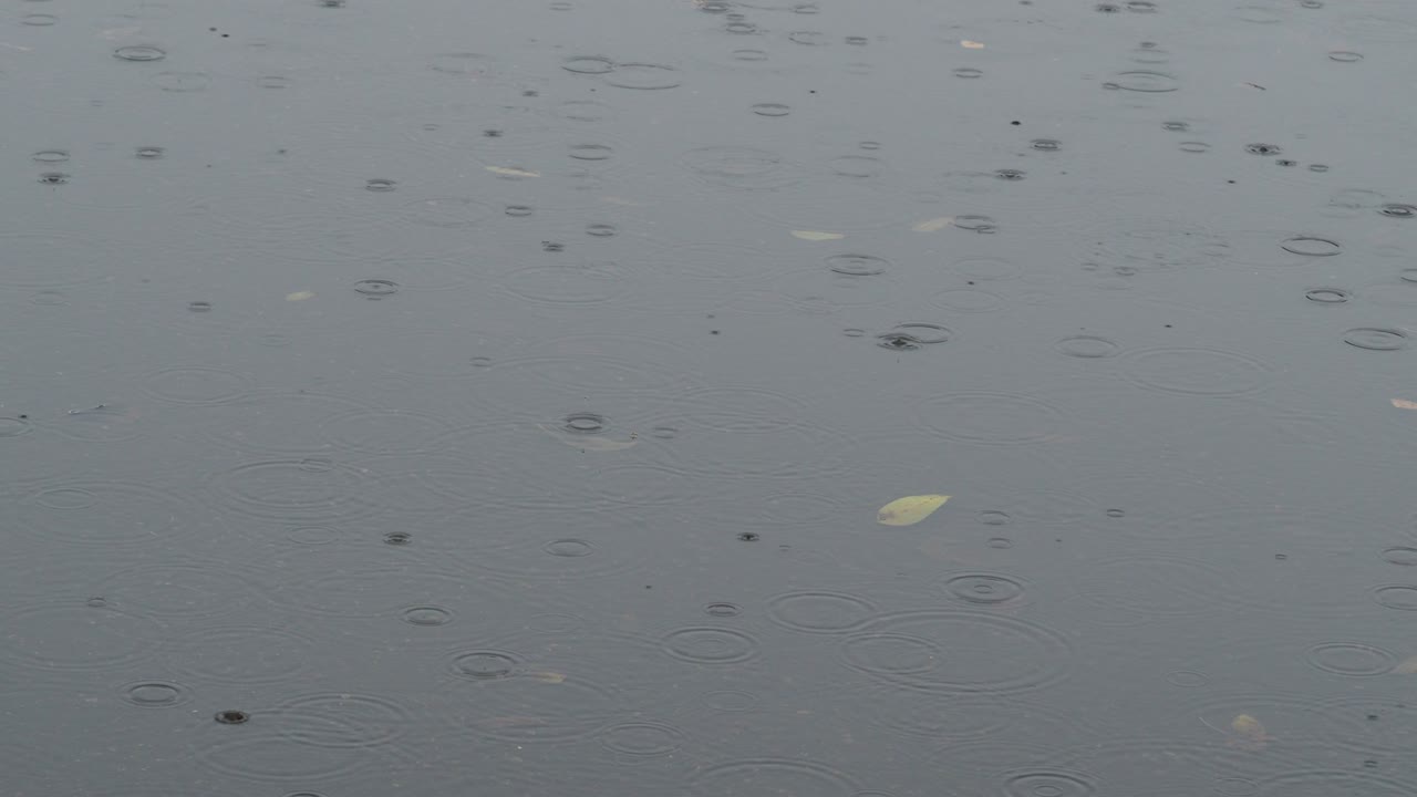 가을에 아스팔트 도로의 웅이에 방울이 떨어집니다.