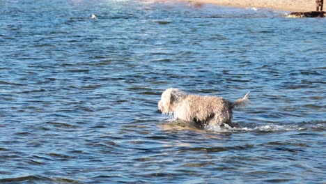 dog enjoying water at brighton beach, melbourne