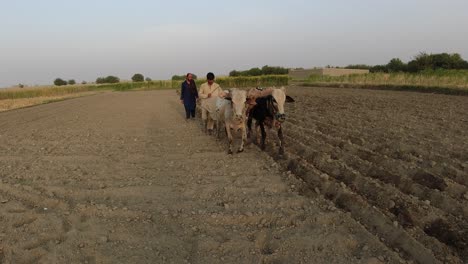 Traditional-Plowing