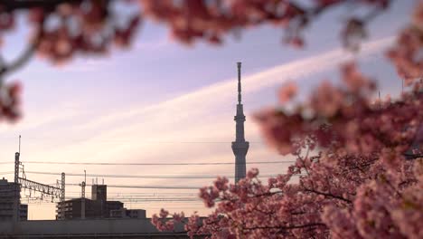 beautiful sunet view of famous tokyo skytree in between sakura trees