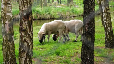 grazing sheep near the lakeshore behind forest trees