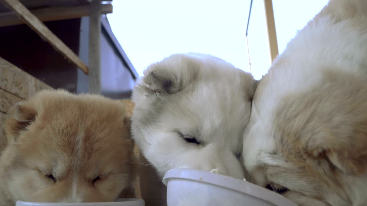 알라바이 품종의 강아지