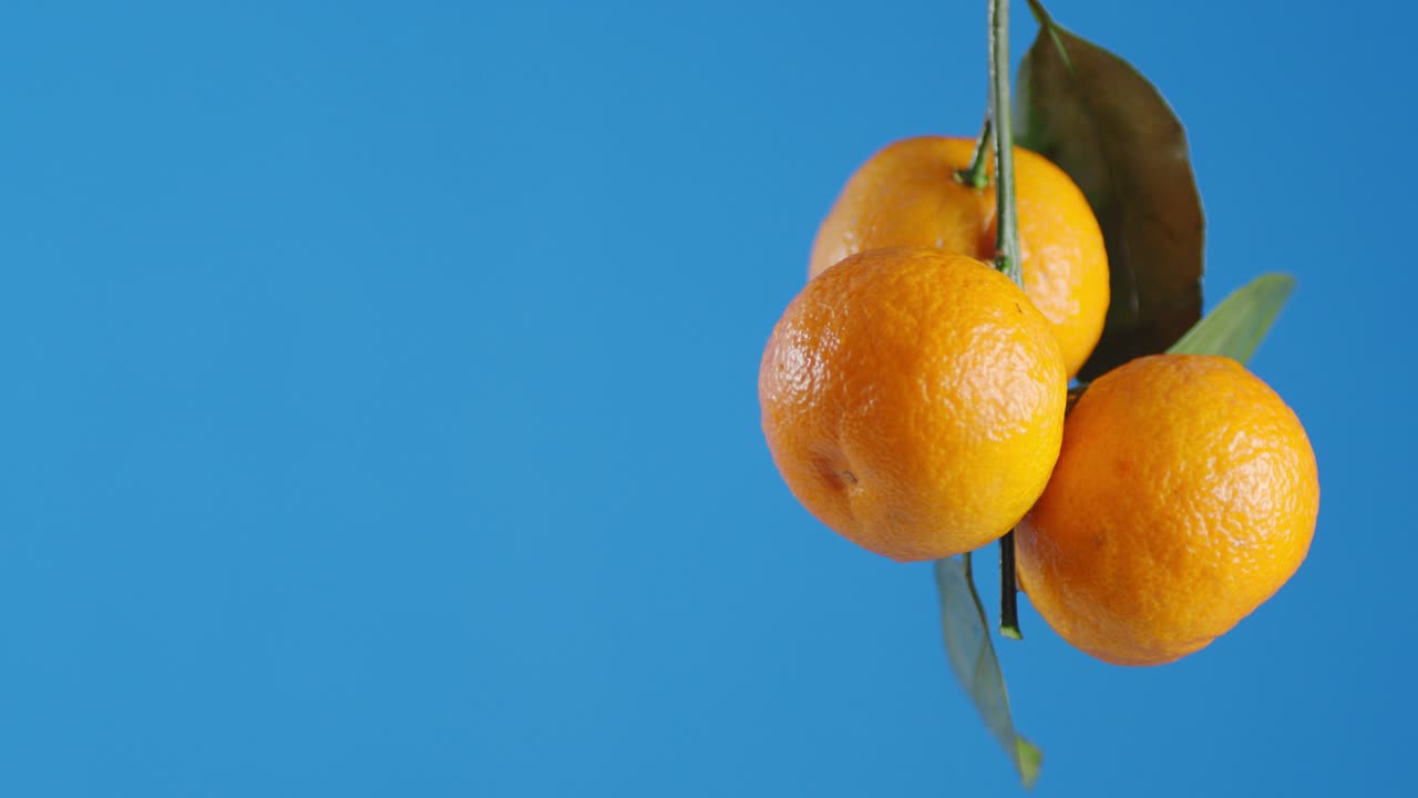 una rama con mandarinas maduras y jugosas.