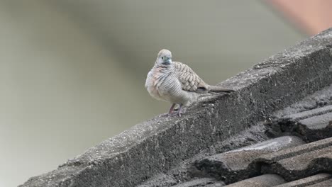 closeup of zebra dove perched on weathered sloped concrete roof. wide shot, selective focus