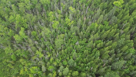 bird's eye view over lush green forest - drone shot