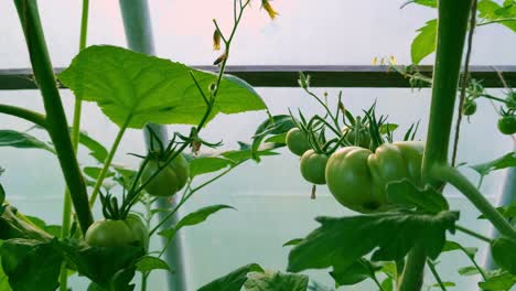 Growing-organic-healthy-tomatoes-in-a-greenhouse-closeup