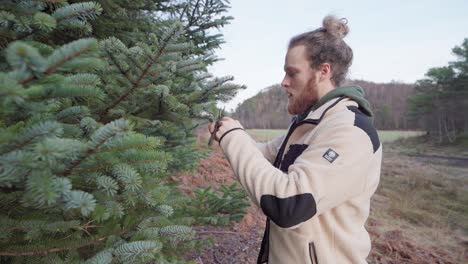 norwegian guy cut off spruce foliage using pruning shears