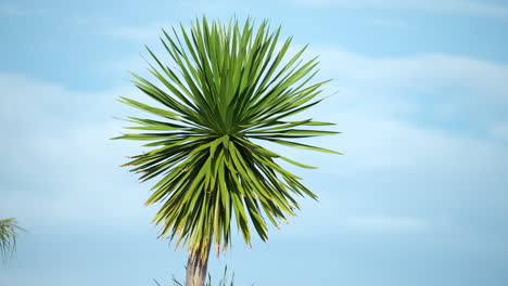 Una-Punta-De-Rama-De-La-Copa-De-Un-árbol-De-Col-Contra-El-Cielo-Azul-Con-Nubes-Blancas-En-Nueva-Zelanda--