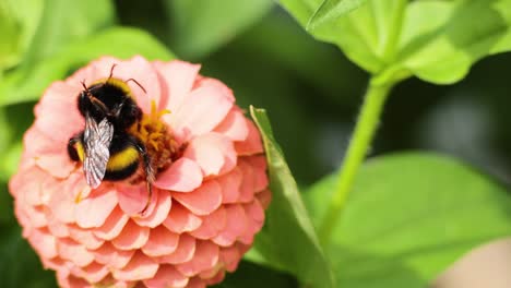 abejorro recogiendo néctar de la flor de zinnia rosada