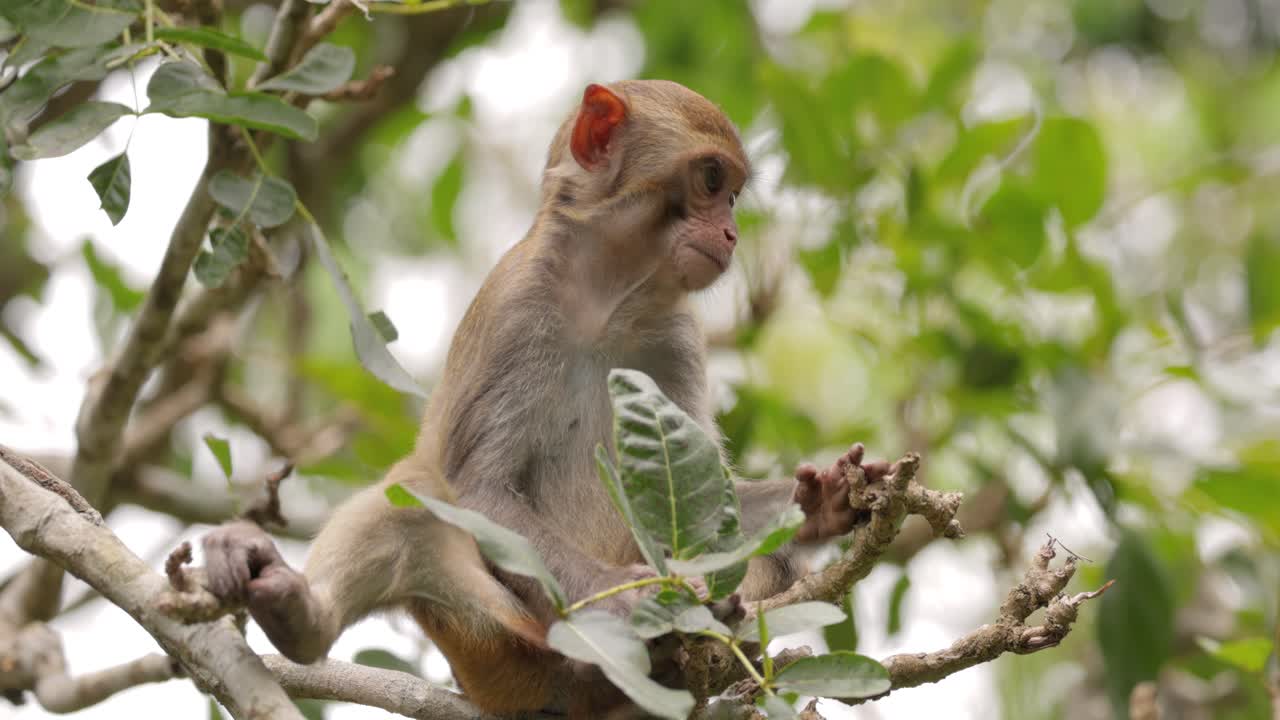 los macacos constituyen un género (macaca) de monos gregarios. los macacos se encuentran en una variedad de hábitats en todo el continente asiático y son altamente adaptables.