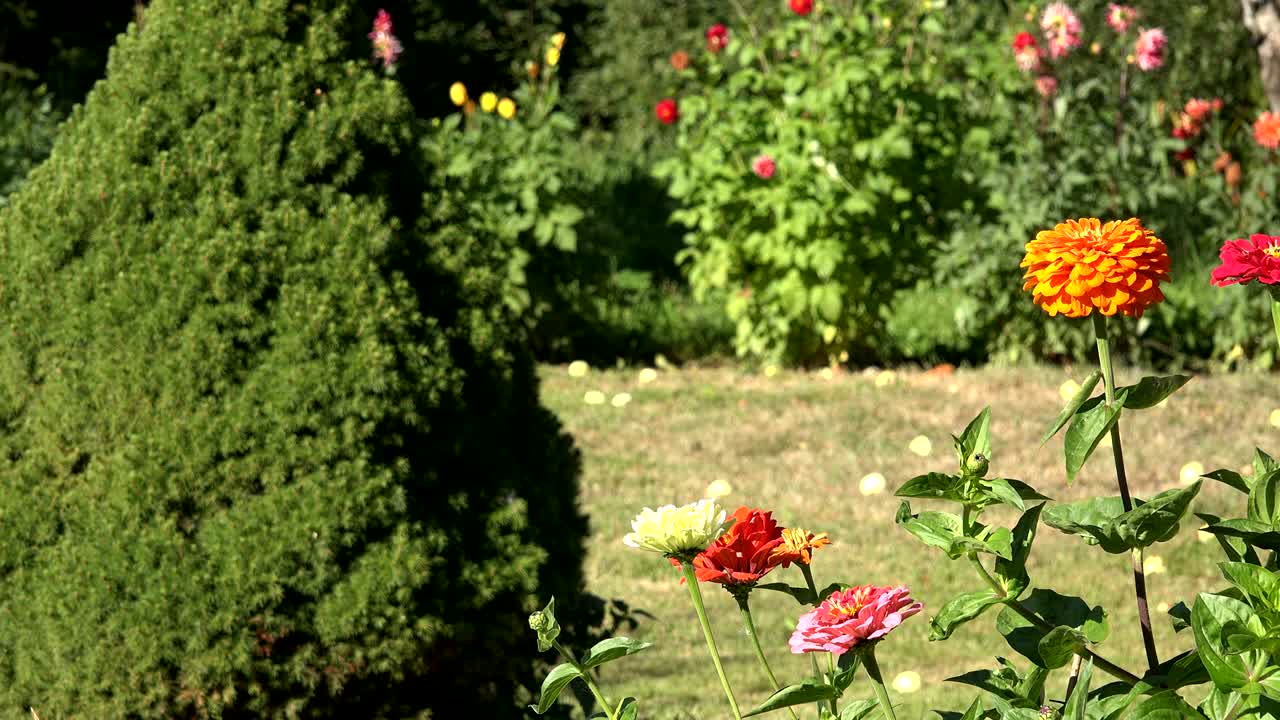 primer plano de las coloridas flores de zinnia violacea se mueven en el viento en el jardín de verano rural. 4k