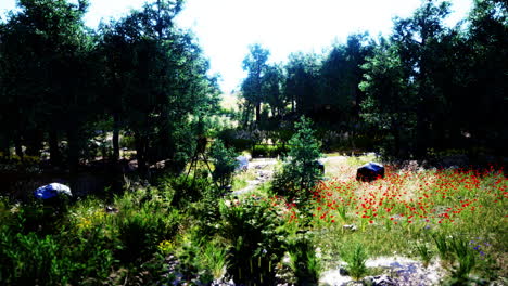 camino forestal a través de un verde bosque de verano en el norte de suecia