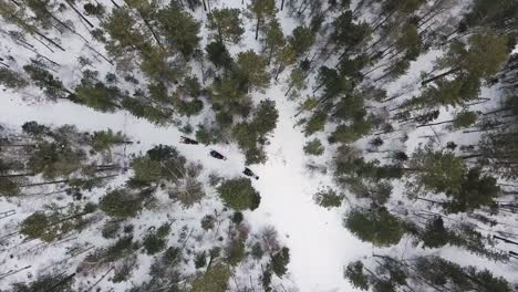 snowmobiling in a winter forest