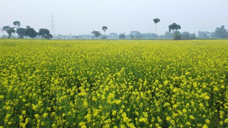 Mustard-flowers-in-the-field-are-photographed-by-a-drone