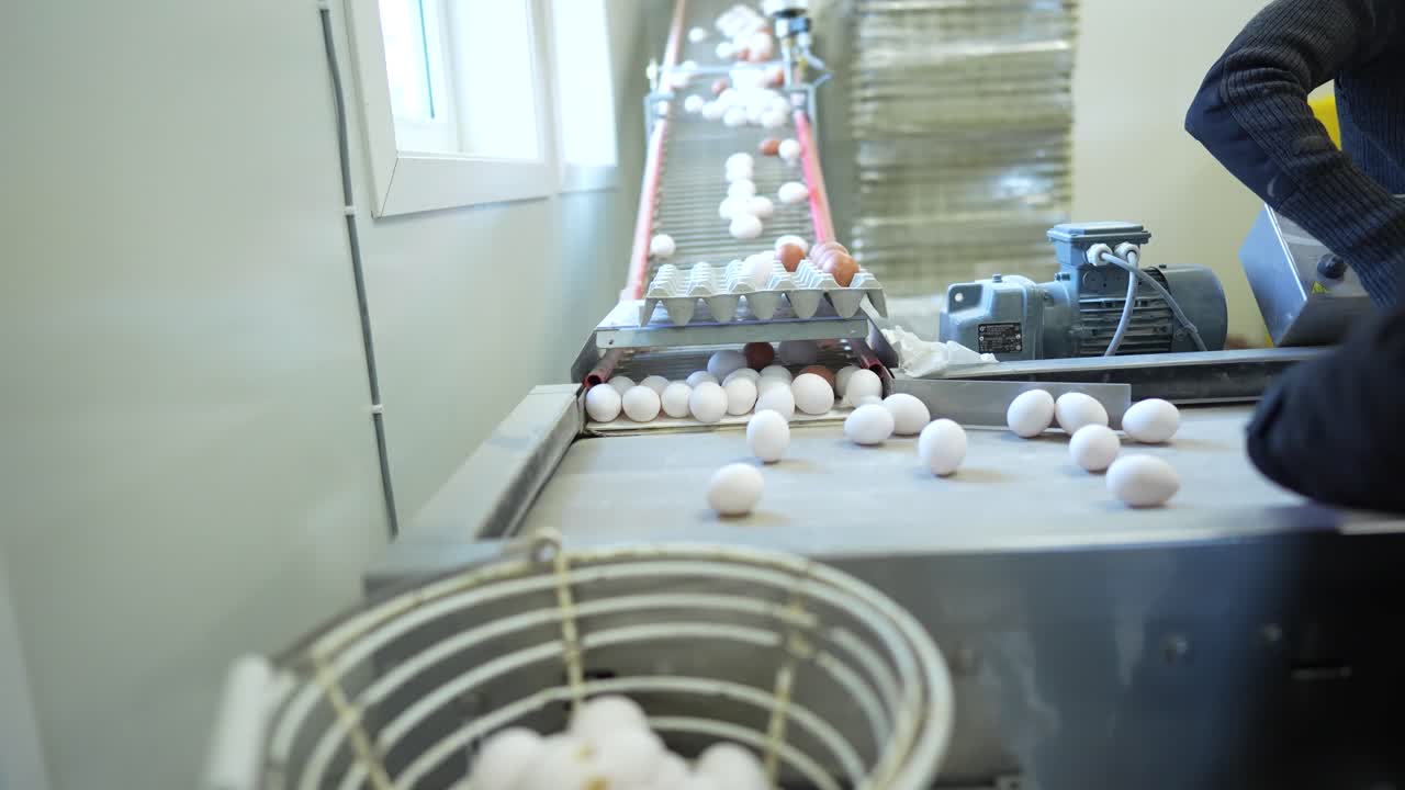 In a processing facility, eggs travel on a conveyor belt. Workers supervise the movement and ensure proper handling of the eggs. The setting is well-lit and organized