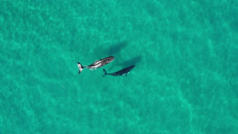 two humpback whales, a mother and her calf play in the shallow crystal clear waters off byron bay in australia