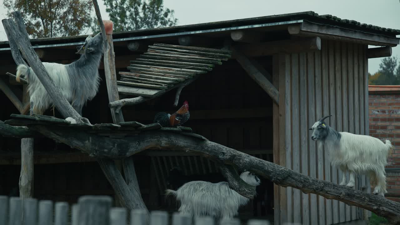 Goats and chickens interacting on a wooden climbing frame at Schloss Hof farm