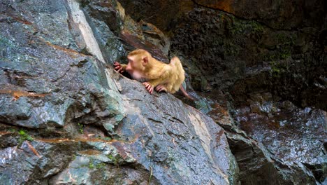 a monkey on a rocky rock. tropical forest with monkeys. natural habitat