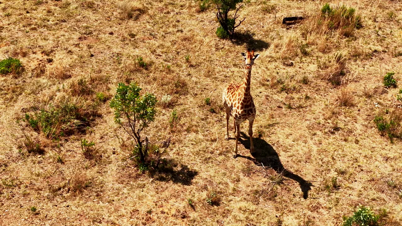 African giraffe stands in field with its shadow looking up curiously at drone