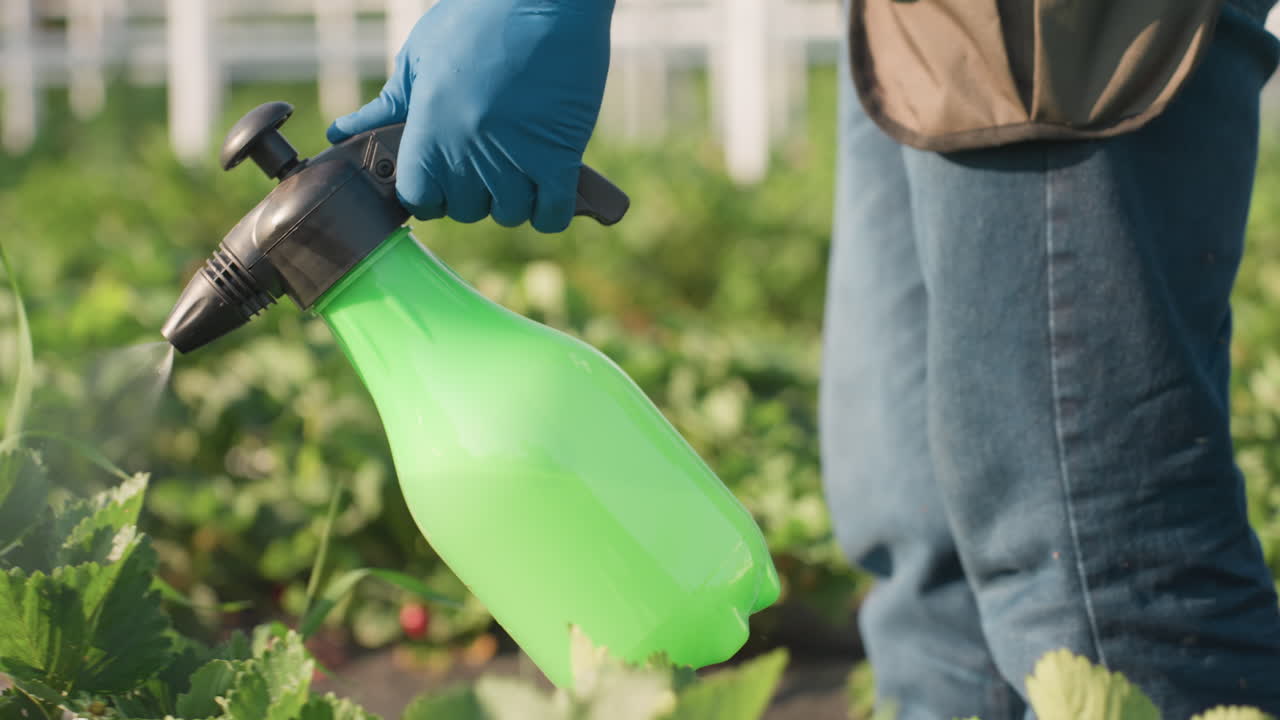 close up gardener spraying and fumigating strawberry plants with green pump sprayer wearing gloves while insect hovers nearby sunlight creating misty droplets and bokeh background