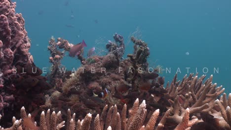 anemonefish fish swimming in sea anemone surrounded by staghorn corals with blue ocean in the background