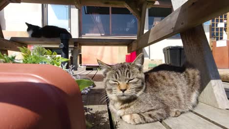 Calm-cat-sleeping-with-eyes-closed-in-the-afternoon-sun-under-table