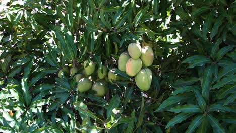 fruto de mango en un árbol tropical