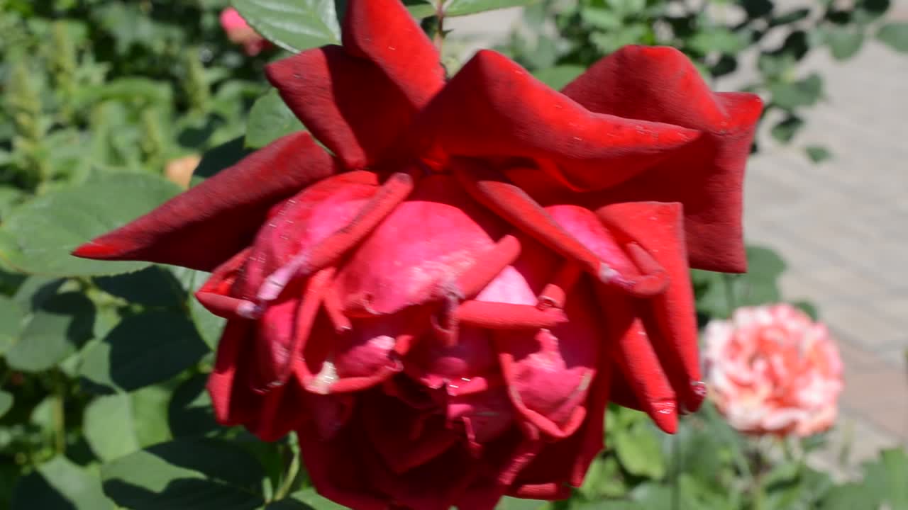 Rose i stærk vind. Optaget i juni