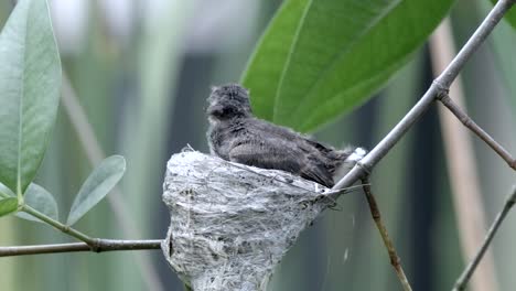 view of malaysian pied fantail juvenile spreading its wings while in the nest - close up