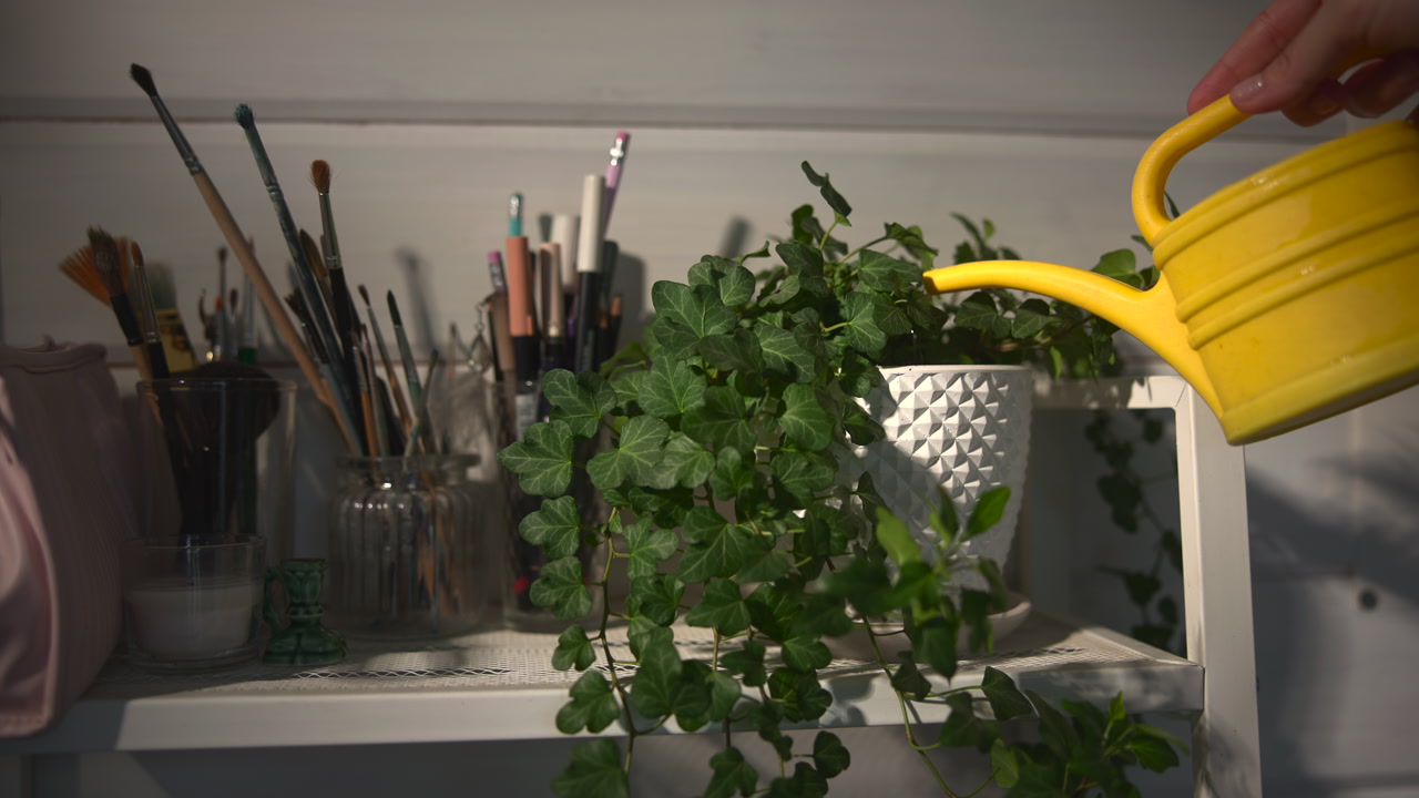 Hands Watering Ivy With Yellow Can, Closeup Of Gentle Pour Sending Droplets Onto Soil In Textured Pot . Media