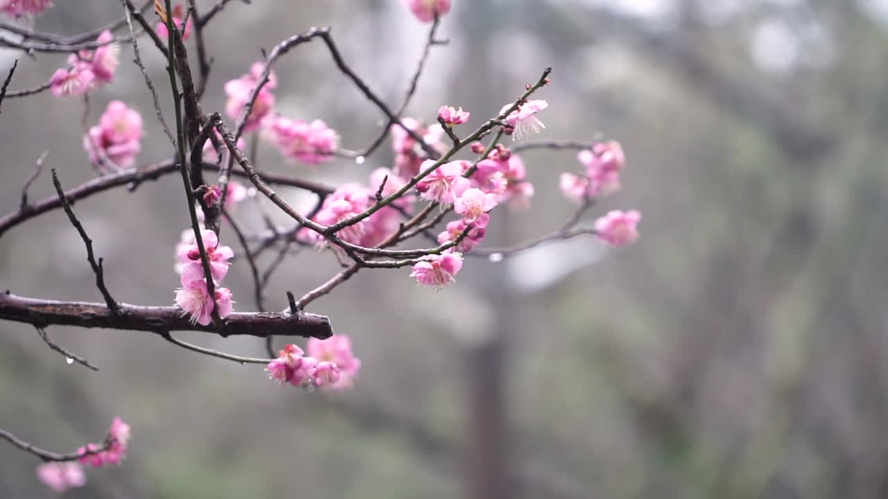 Close up shallow depth of field shot of beautiful pink Japanese cherry blossom or Sakura  in full bloom in Kyoto in Japan in spring time