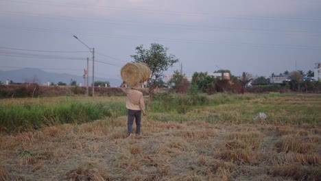 Farmer Carrying Hay Bale in Rice Paddy