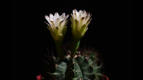 4k : time-lapse opening white gymnocalycium flower buds, timelapse cactus flowers blooming