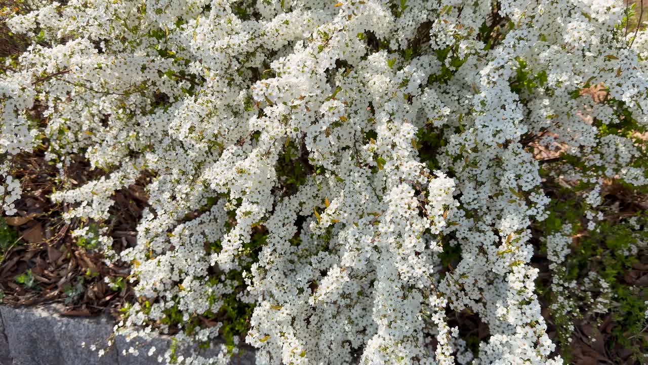 Una toma media estática captura flores blancas de Spiraea thunbergii floreciendo en un soleado jardín japonés