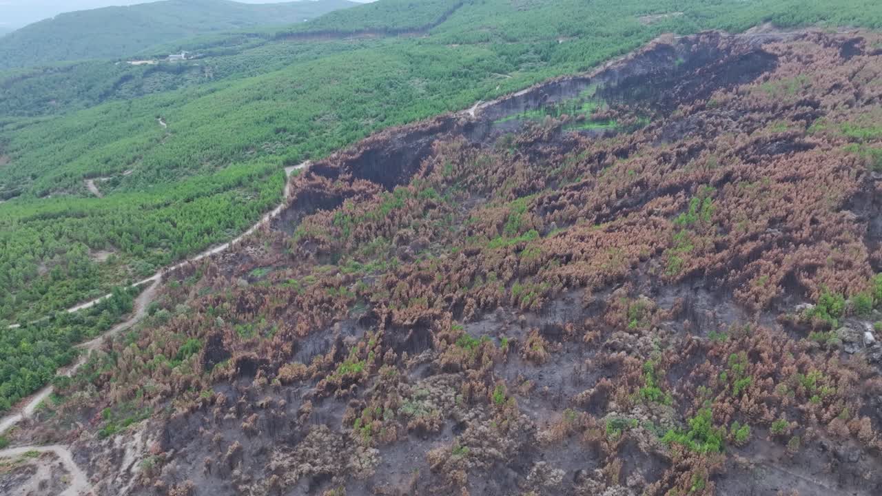 Forward drone flight over a forest devastated by wildfire, clearly revealing the fire’s edge along a dirt path and the untouched green forest that survived beyond the burned zone