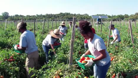 harvesting seasonal tomatoes: a group of dedicated workers collecting fresh produce on a sunny day in a lush agricultural field, promoting sustainable farming practices