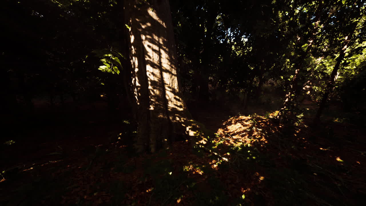 나무 에서 빛 과 그림자 패턴 을 바꾸는 조용 한 숲 환경