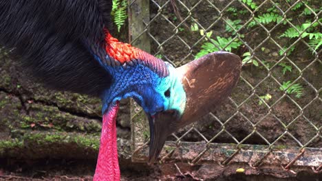 Close-up-shot-of-a-exotic-flightless-southern-cassowary,-casuarius-casuarius-in-captivity,-pecking-the-food-on-the-ground-in-wildlife-conservation-park