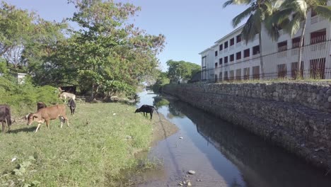 Tierras-De-Cultivo-De-Vacas-De-Animales-Salvajes-Detrás-Del-Resort-Del-Hotel-Aéreo-4k-República-Dominicana-Puerto-Plata