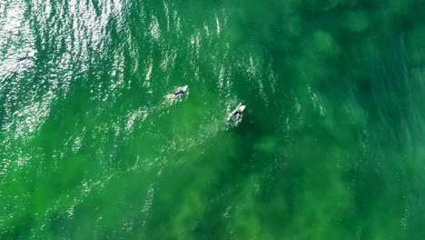 Toma-Aérea-De-Drones-De-La-Vista-De-Pájaro-De-Un-Surfista-Remando-En-El-Océano-Pacífico-Verde-Wamberal-Costa-Central-Nsw-Australia-3840x2160-4k