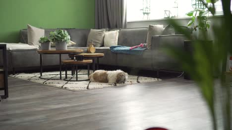 boomer dog sniffing living room rug, wide angle shot