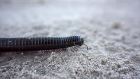 Slomo-Extreme-Close-up-of-a-Scary-Centipede's-Head-with-Shallow-Depth-of-Field