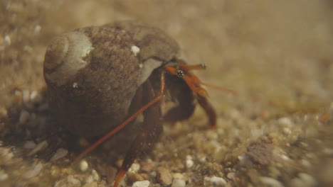 primer plano de pequeños cangrejos bajo el agua