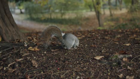 una ardilla joven olfatea cerca de la cámara en busca de bellotas