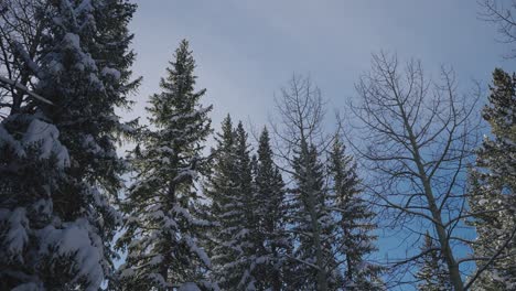 Snow-Covered-Pine-Trees-in-a-winter-forest