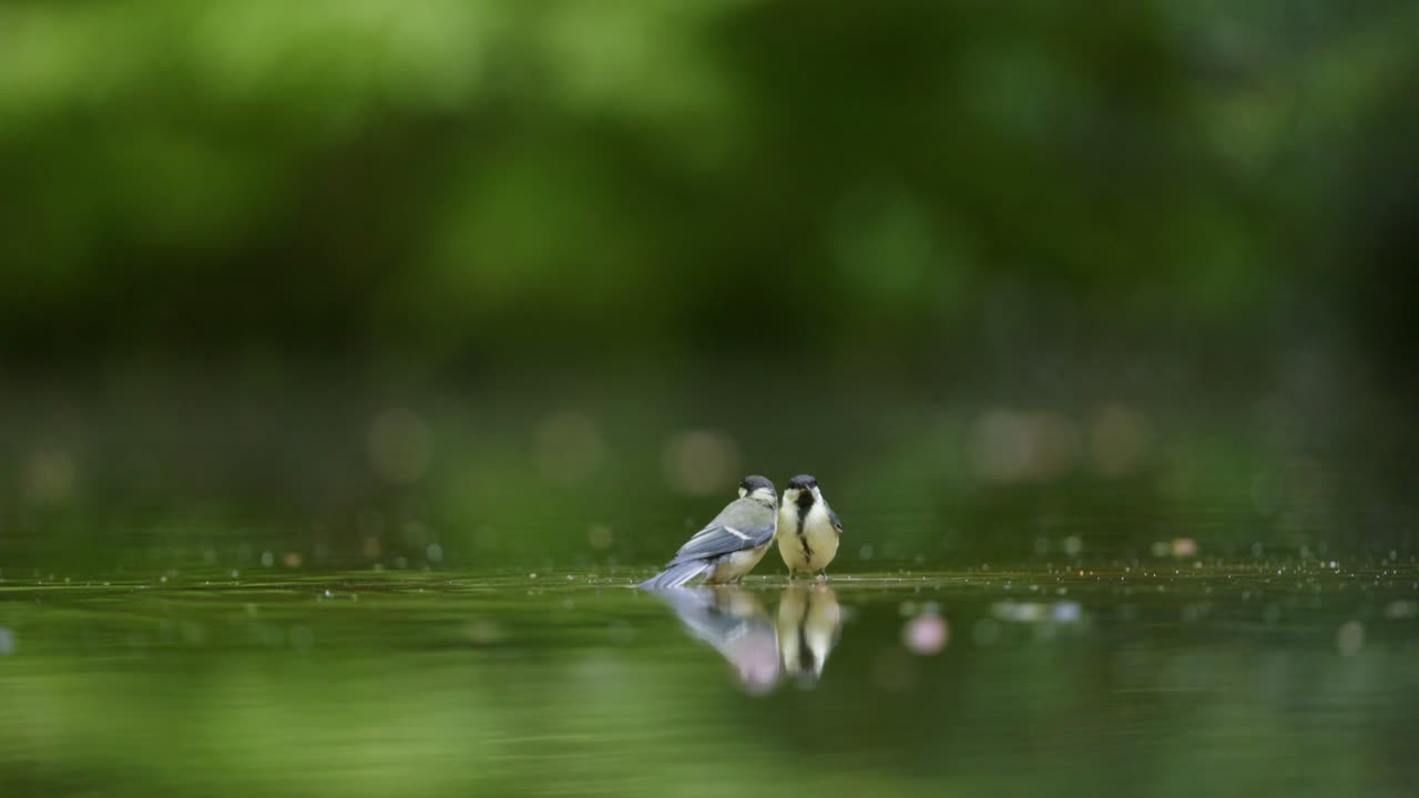 Two Titmice on Water