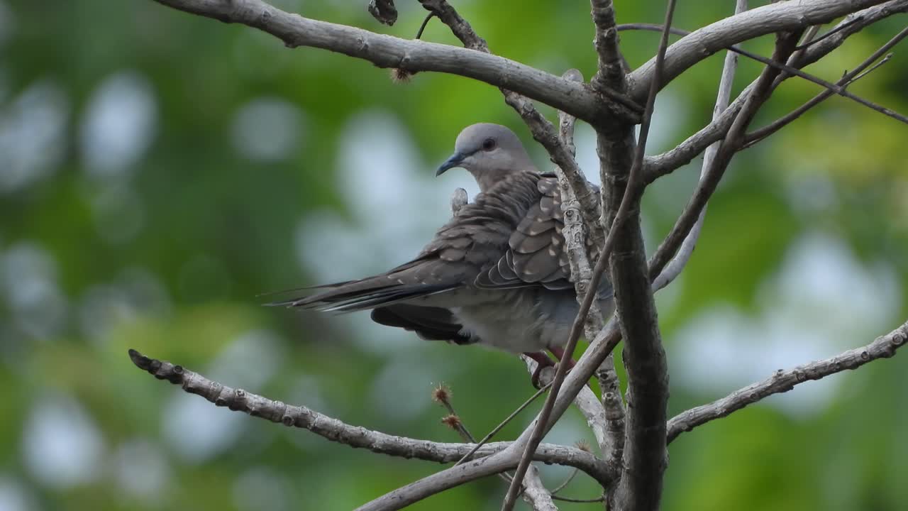 tórtola oriental uhd mp4 4k video