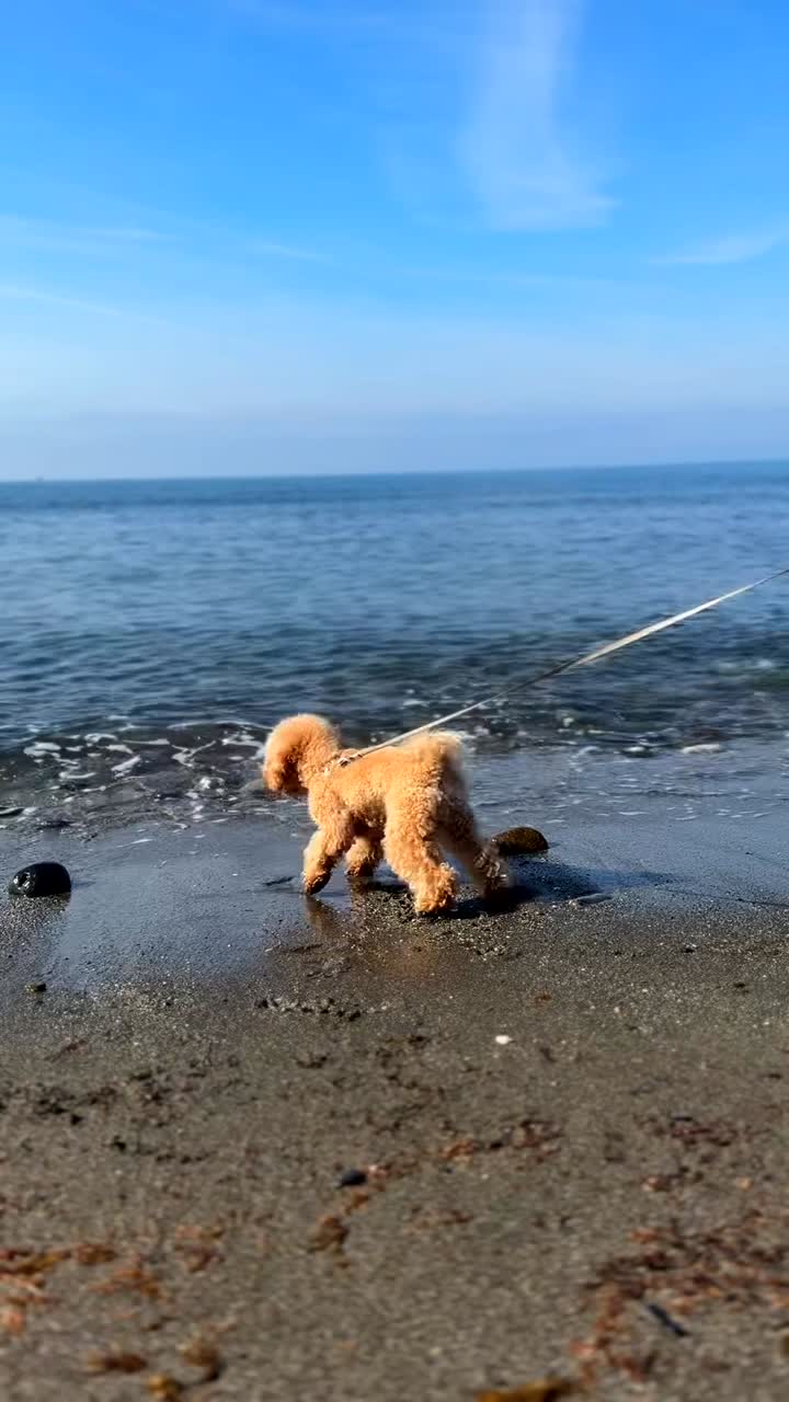 해변에 있는 털털한 푸들