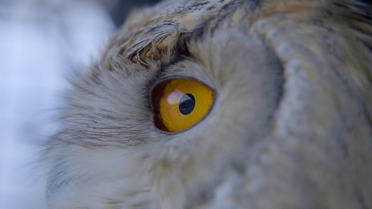 extremo primer plano del ojo del búho águila siberiano