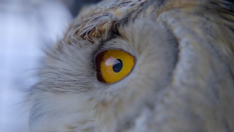 extreme close up of eye of siberian eagle owl